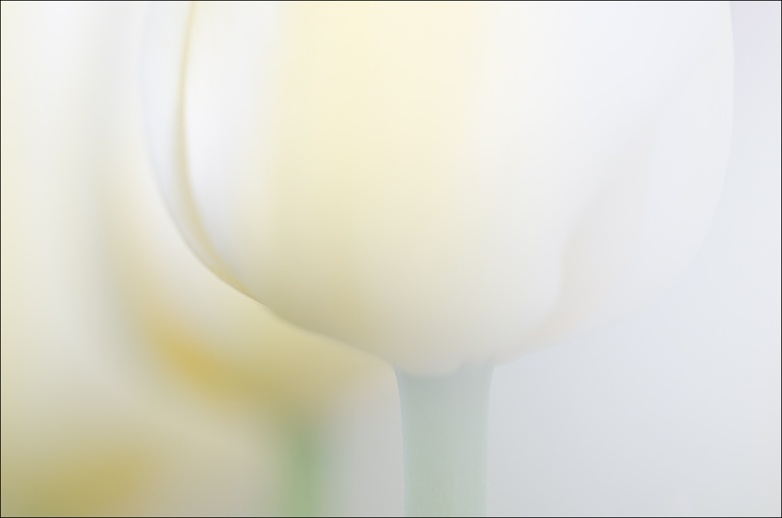Tulips 2