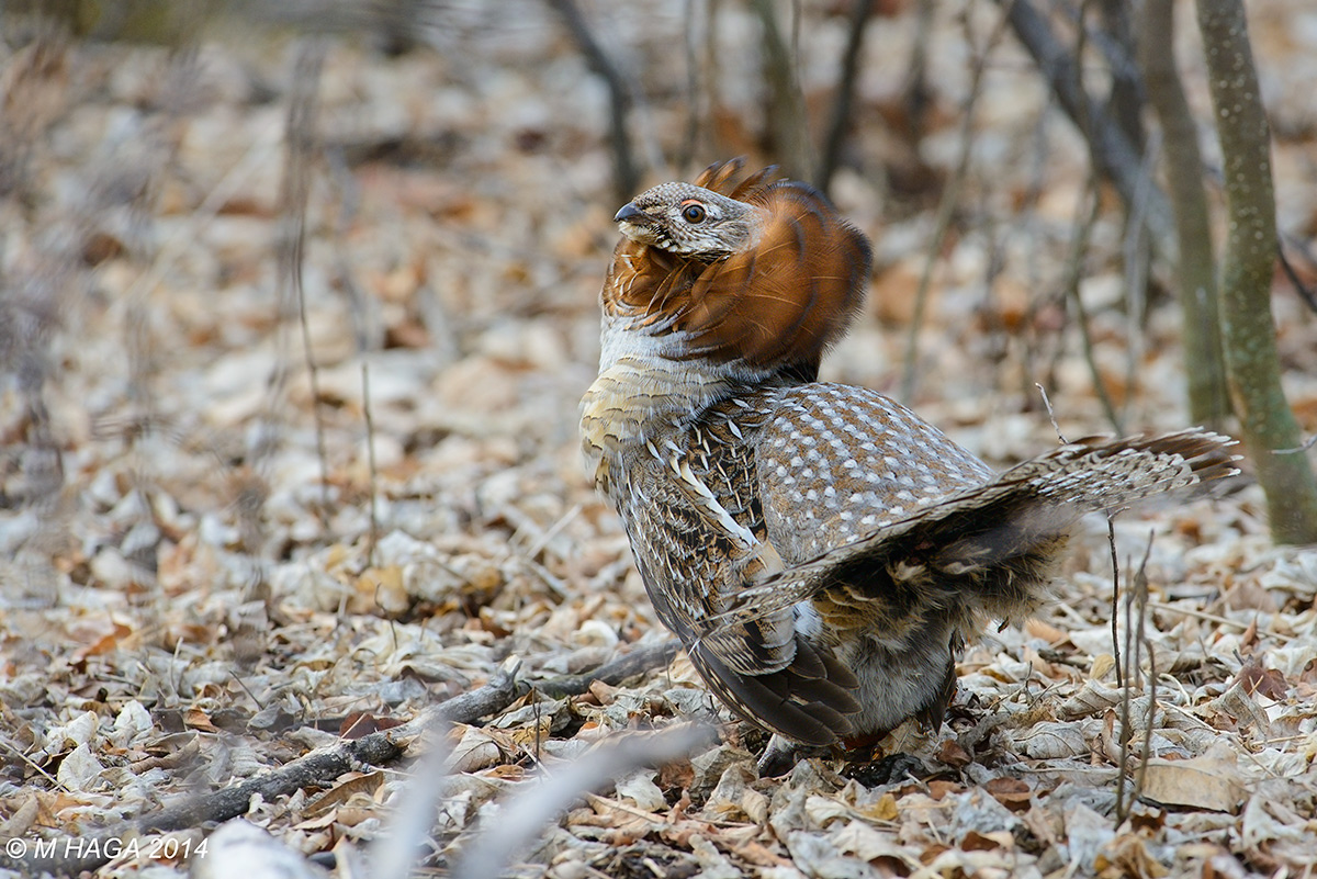 Ruffed Grouse