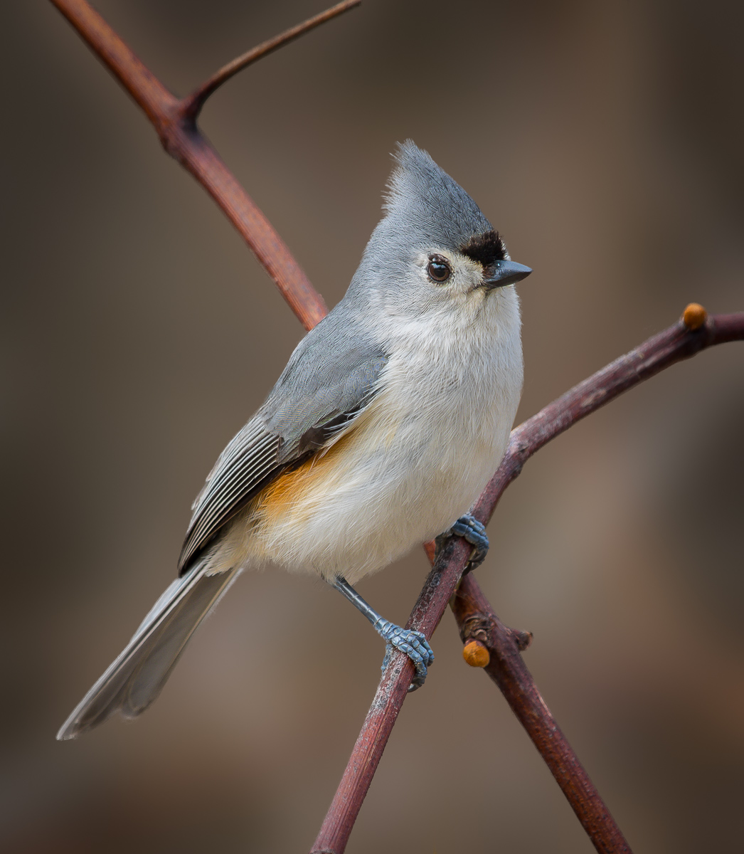 Tufted Titmouse