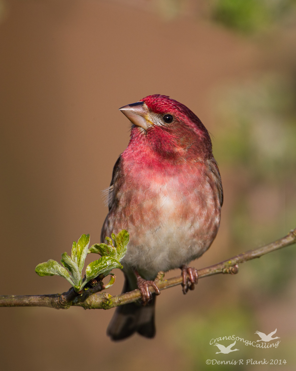 Purple Finch