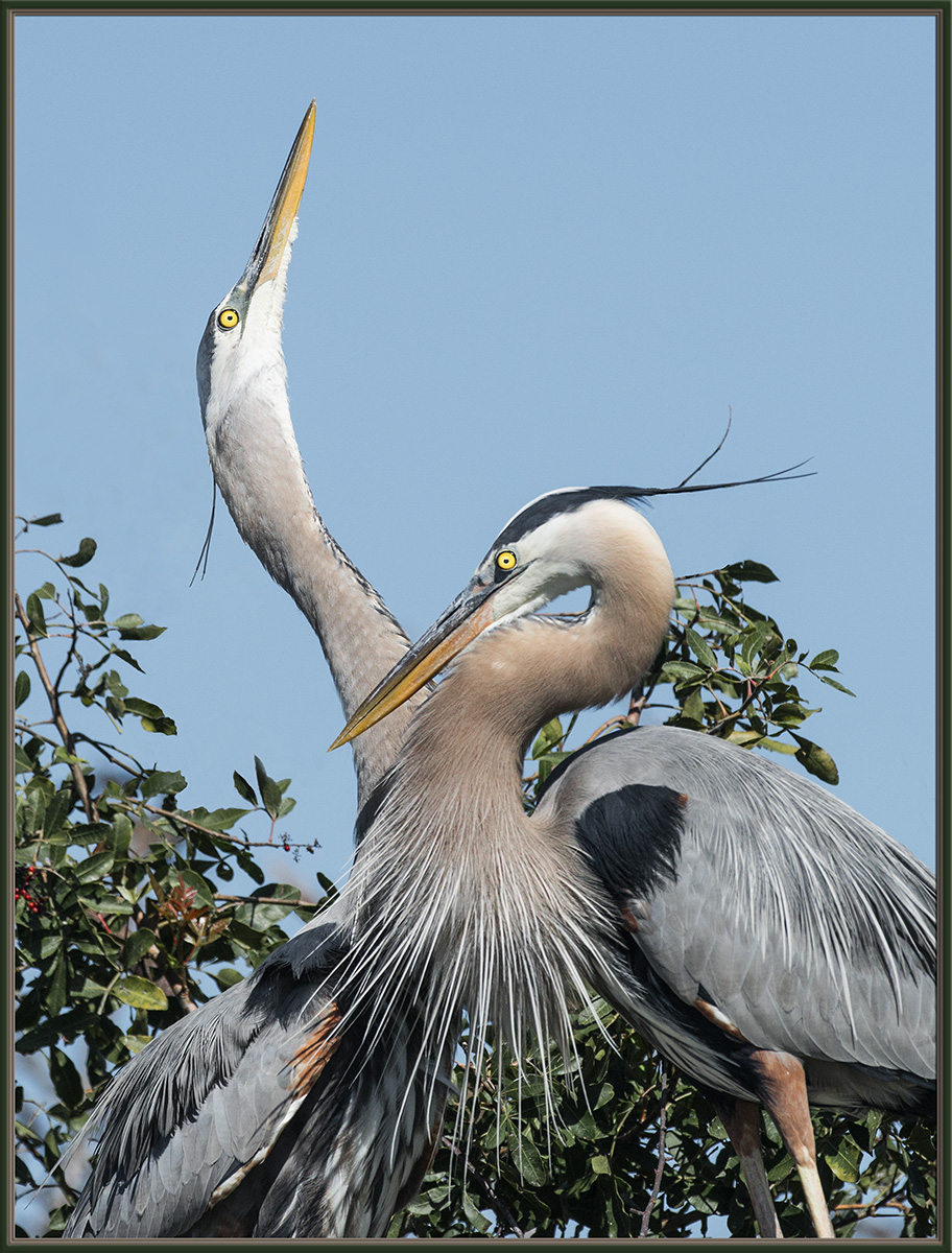 GBH Courtship