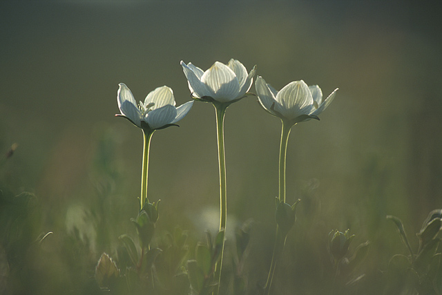 Grass of Parnassus