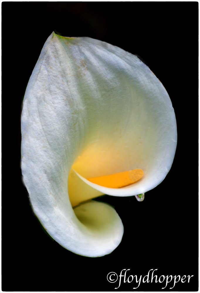 Tear Drop Calla