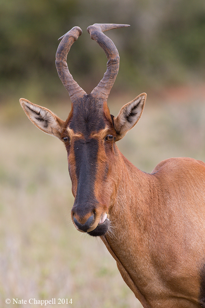 Red Hartebeest