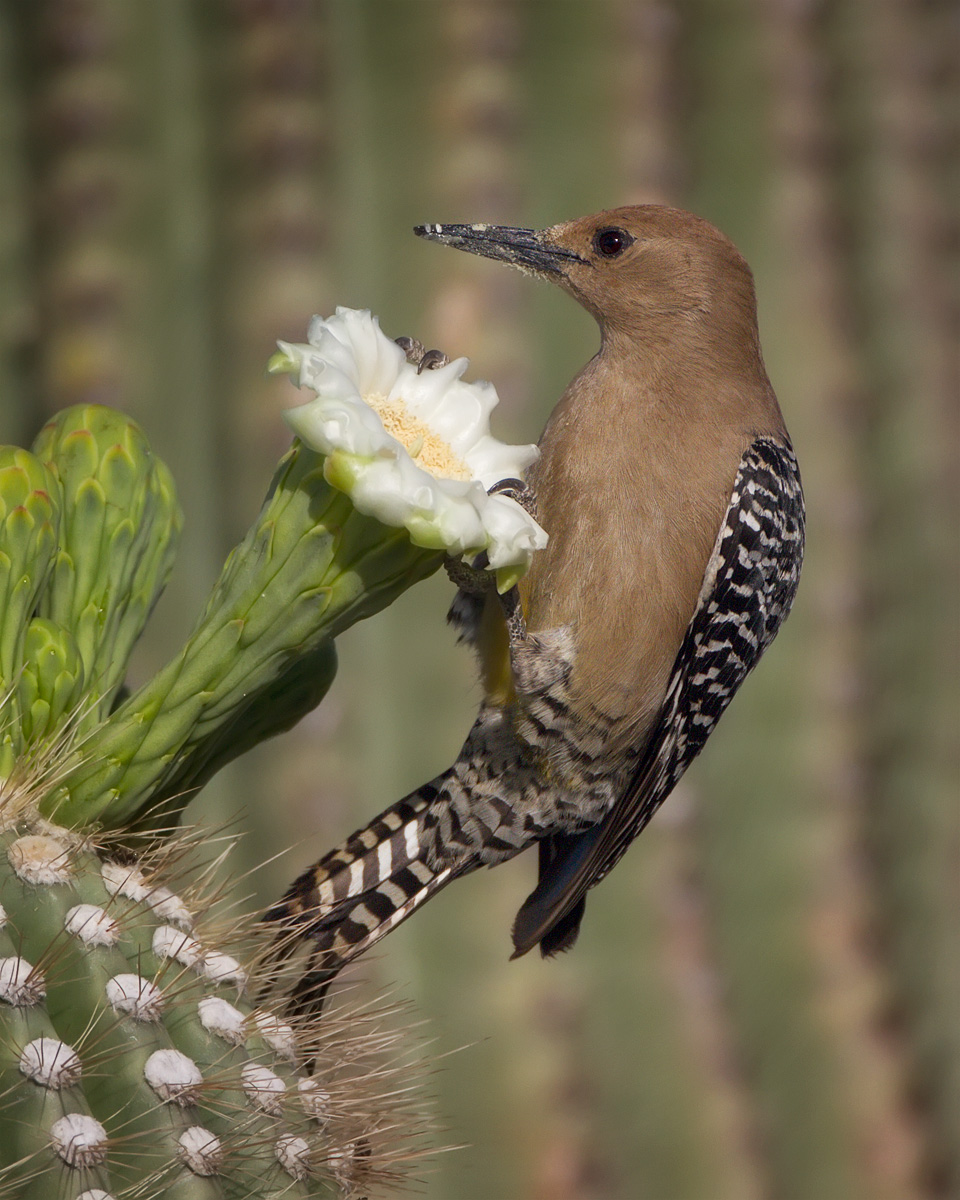 Gila Woodpecker