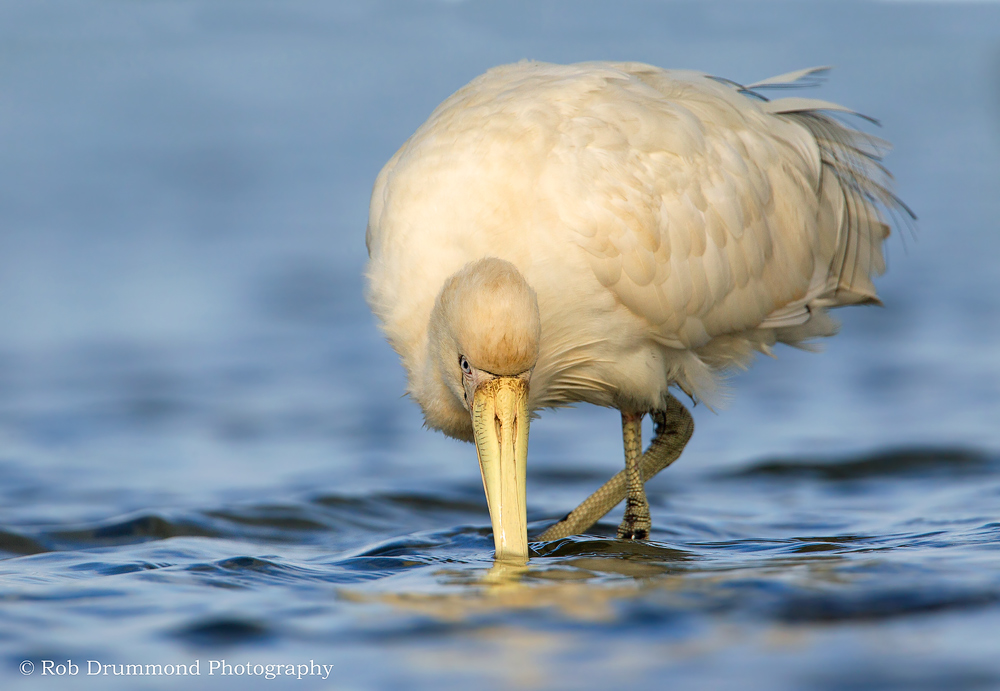 Yellow-billed Spoonbill