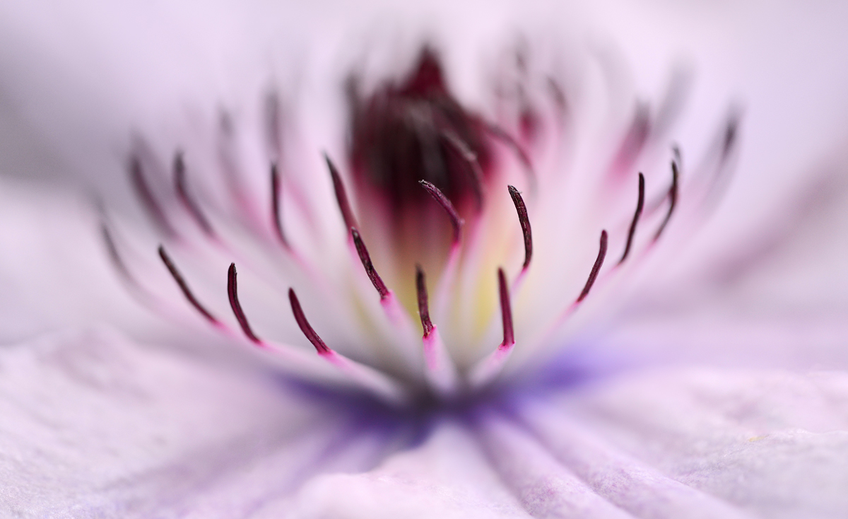 Clematis  abstract