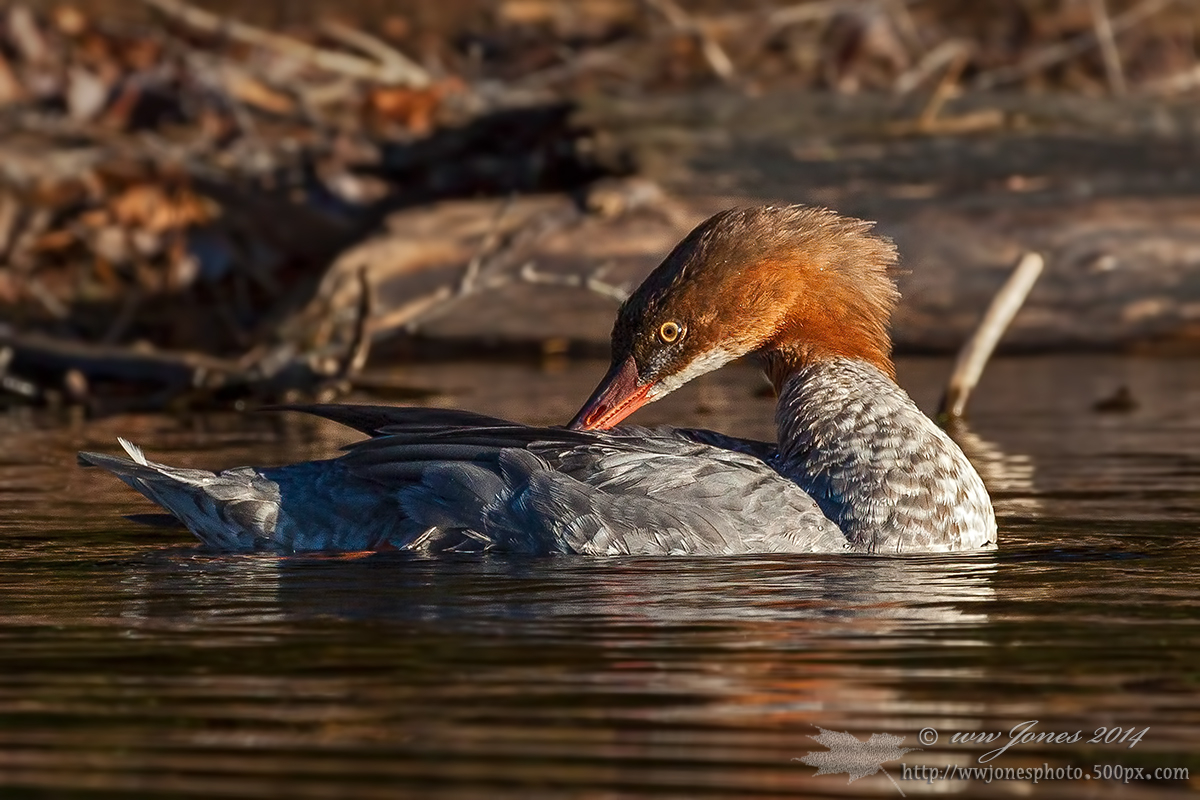 Posing Common Merganser