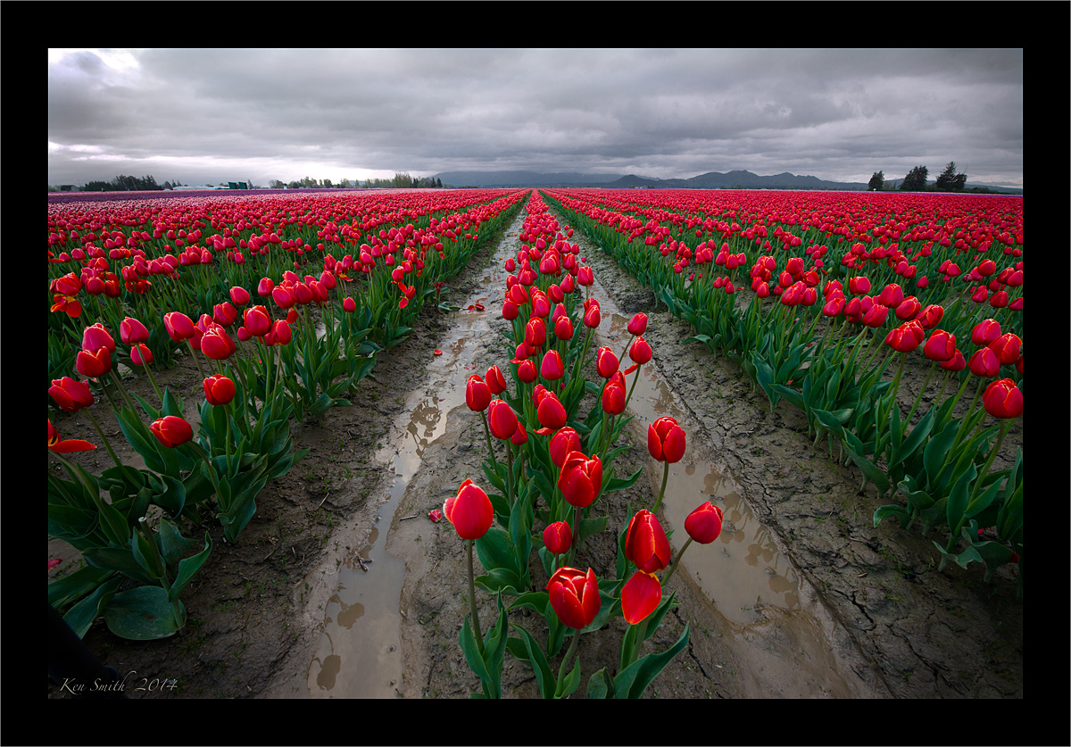 mo tulips
