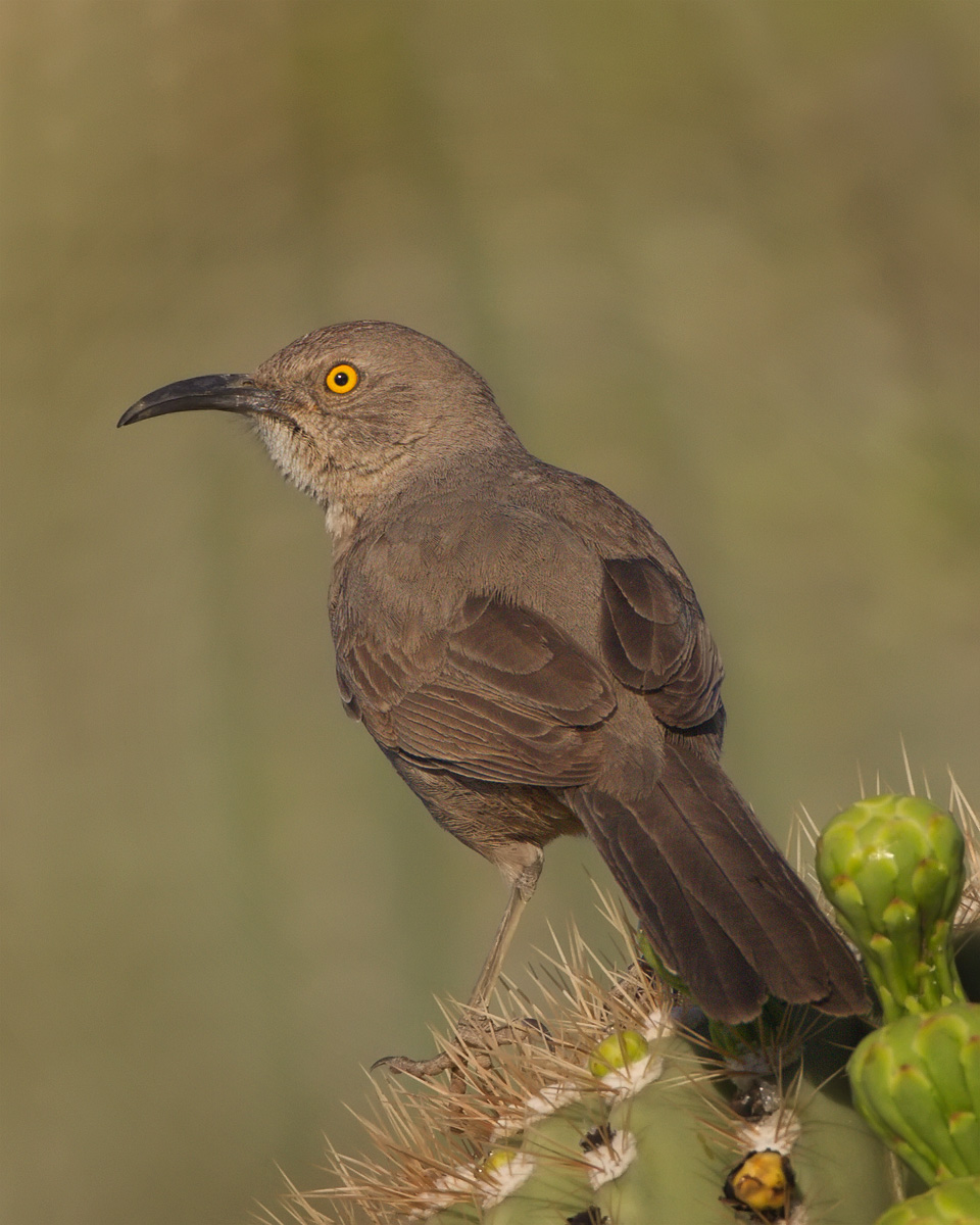 Curve-billed Thrasher
