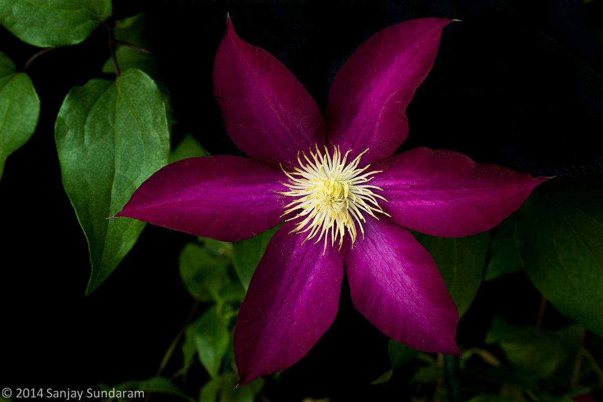 Bourbon Clematis