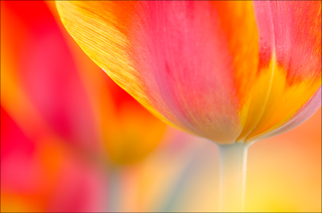 Tulips 5