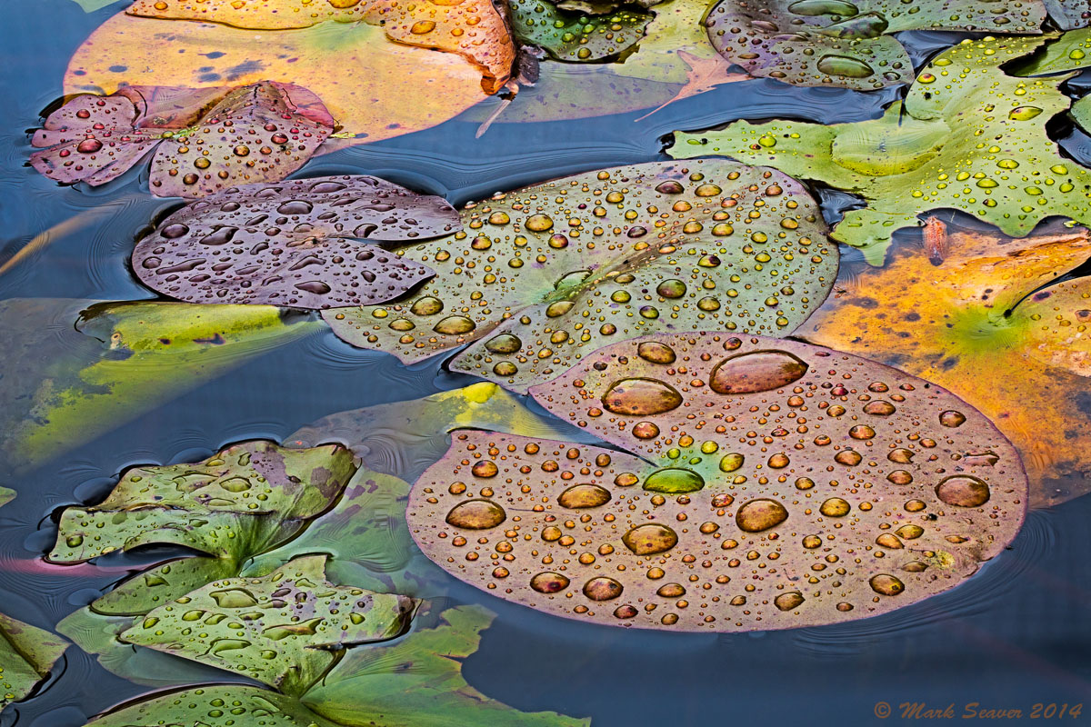 Wet Fall Lily Pads