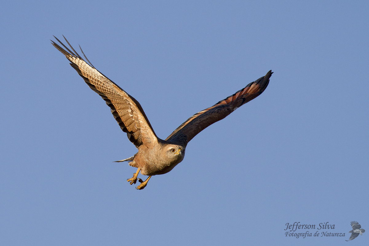 Savanna Hawk