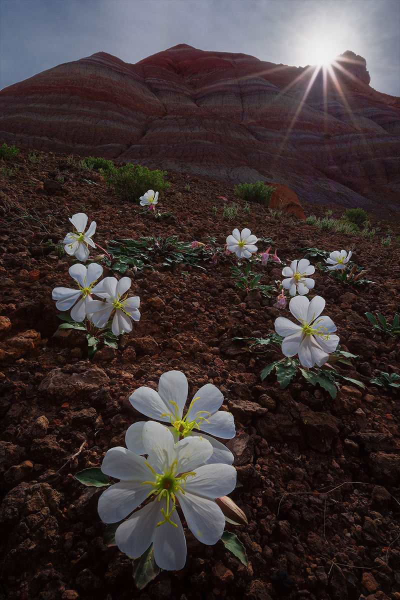 Tufted Evening-Primrose