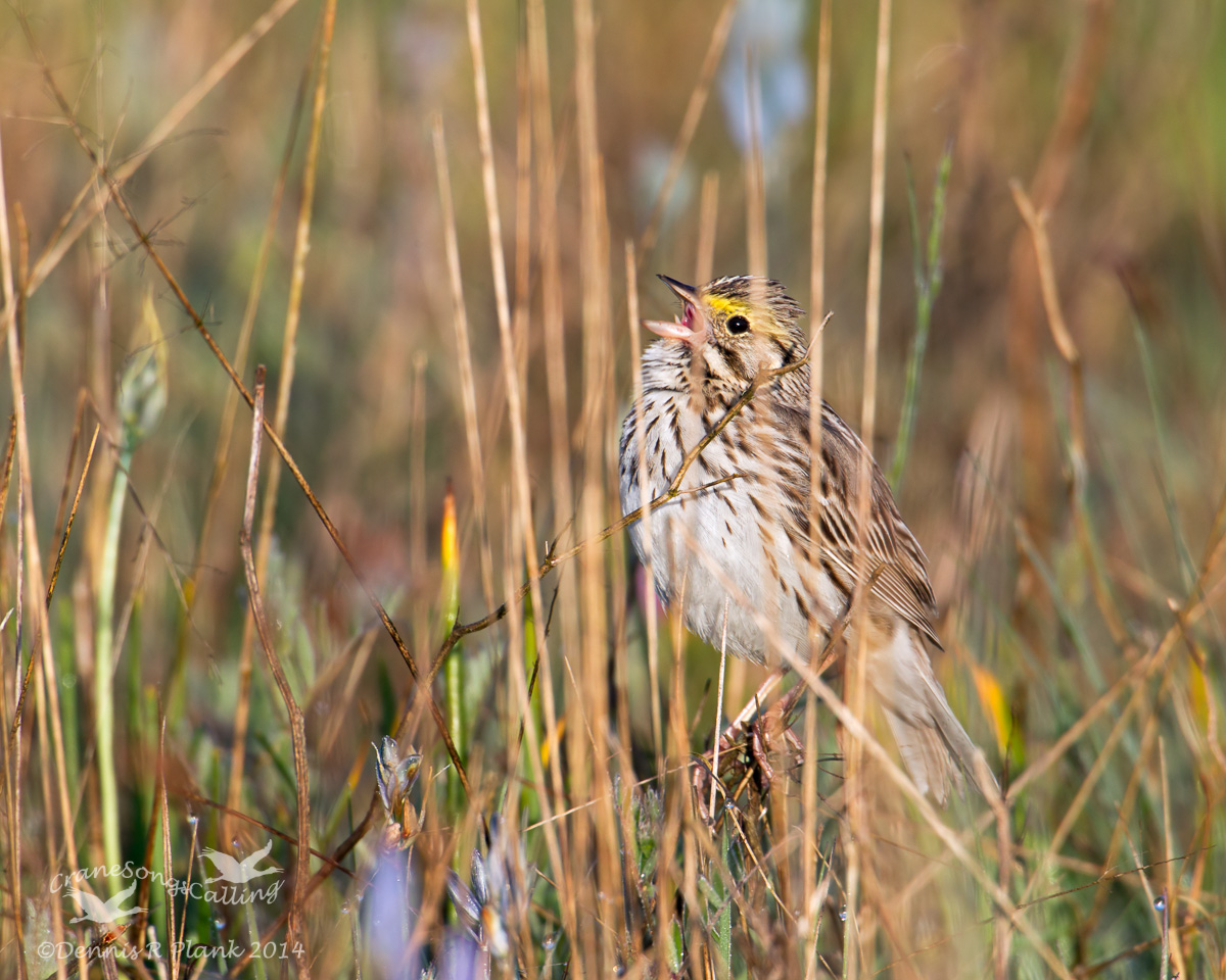 Savannah Sparrow