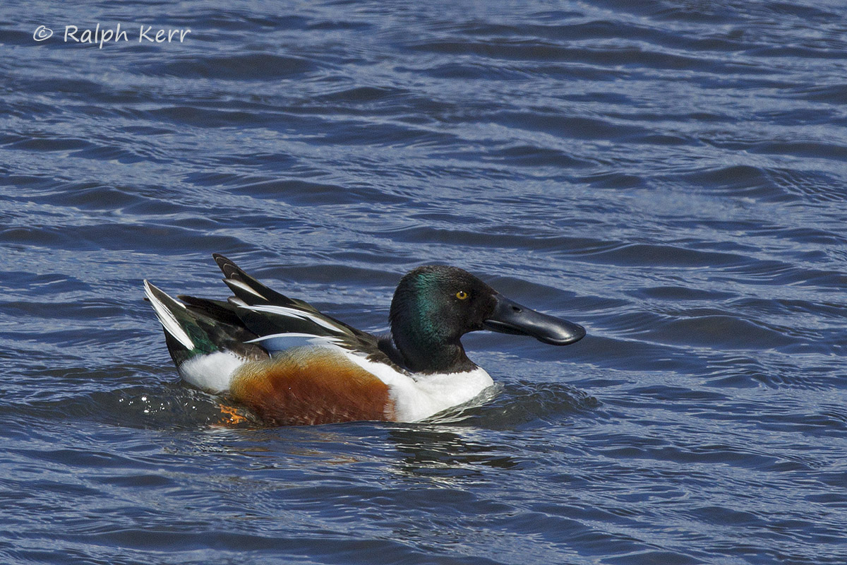 Northern Shoveler