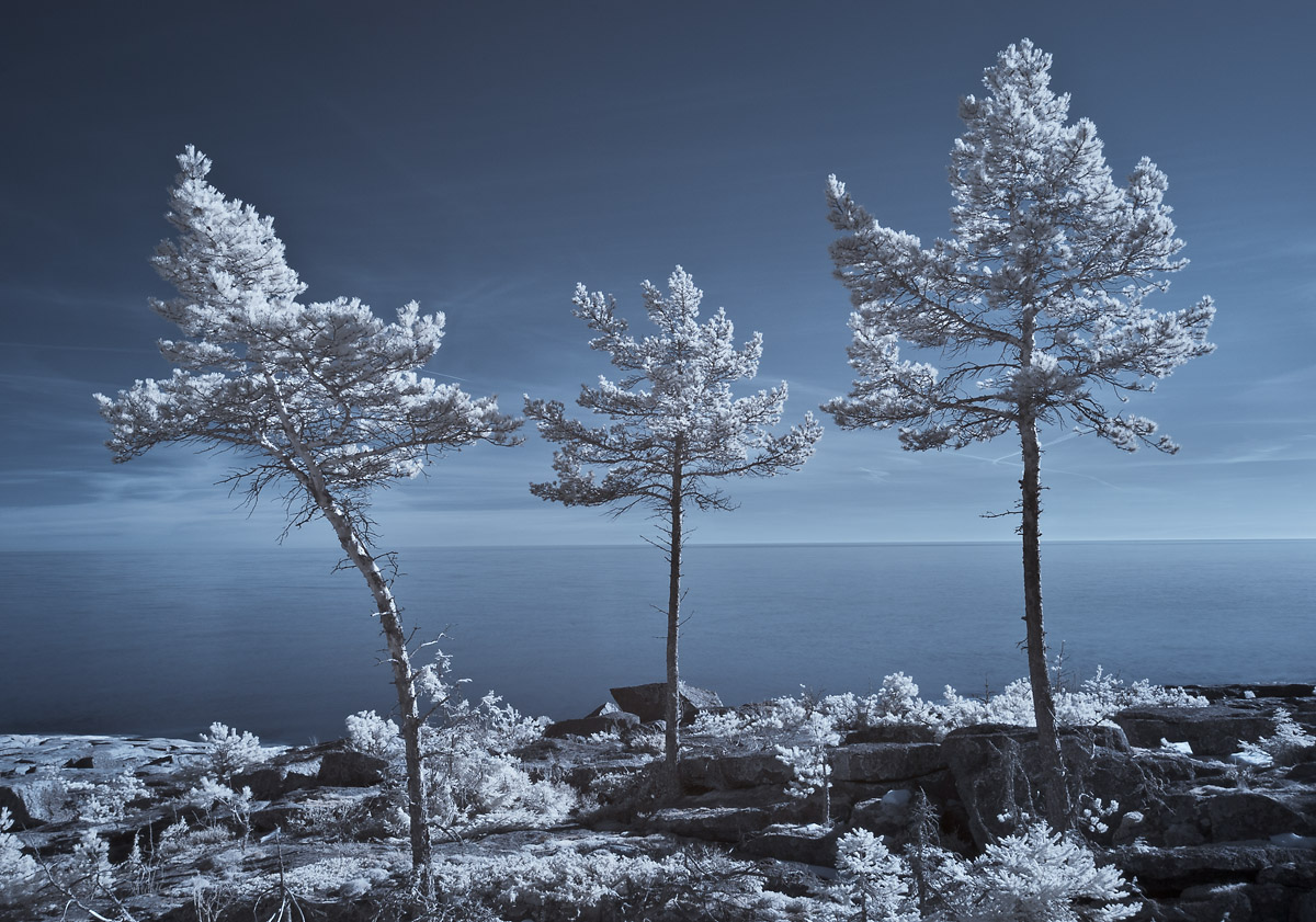 Infrared pine trees
