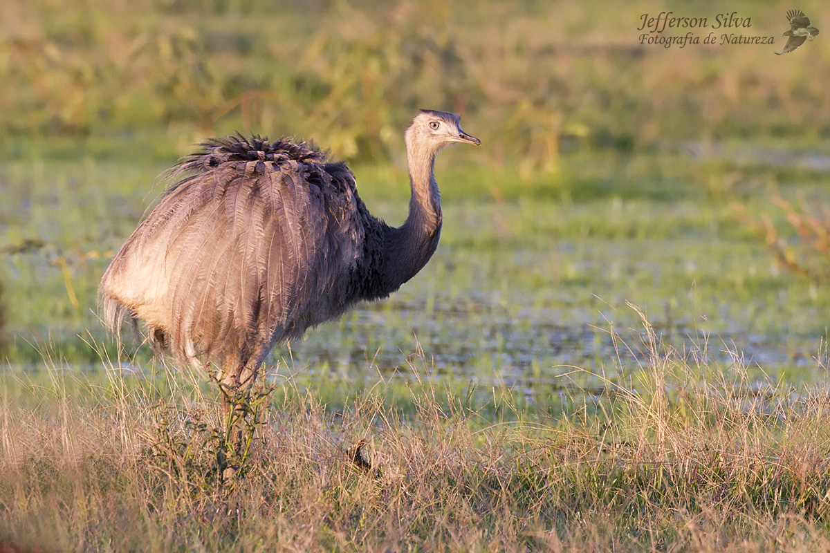 Greater Rhea