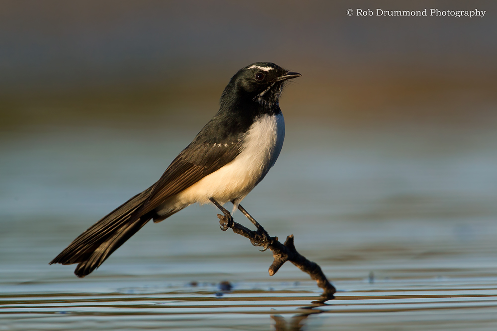 Willie Wagtail