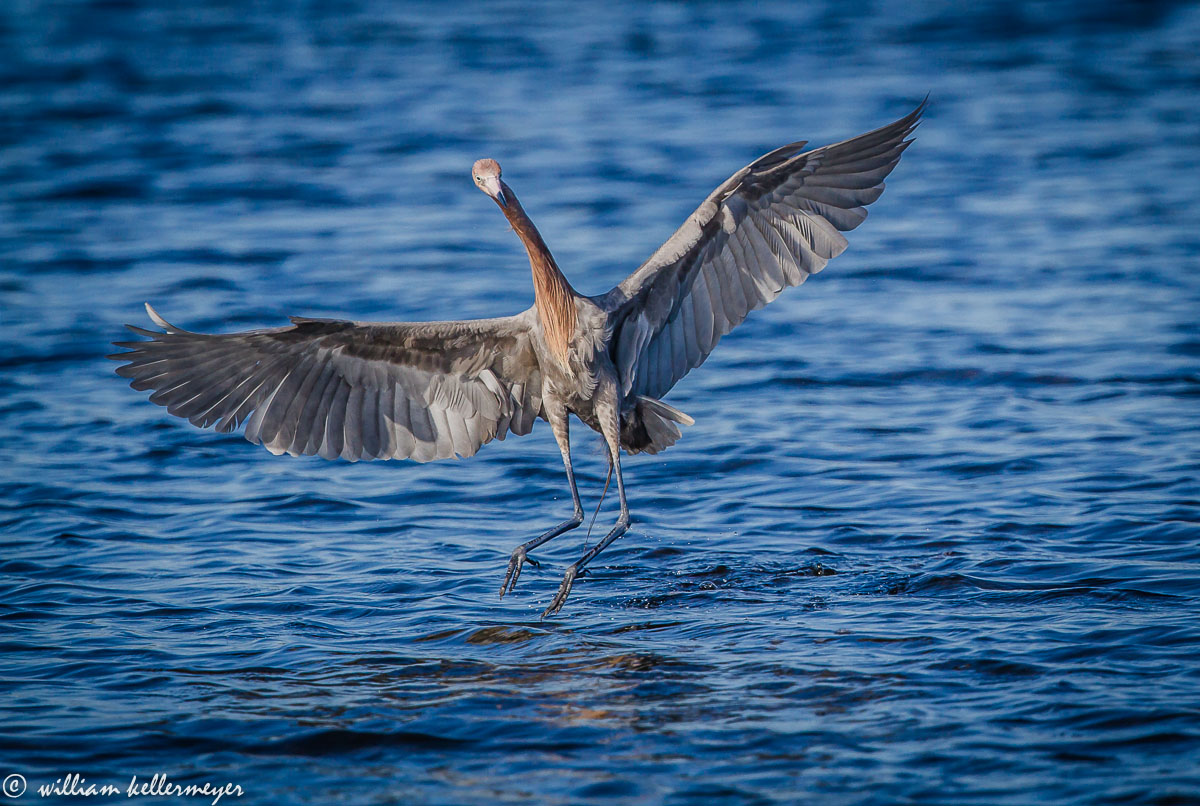 Jumping Egret