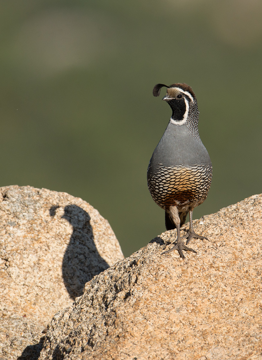 California Quail WC633