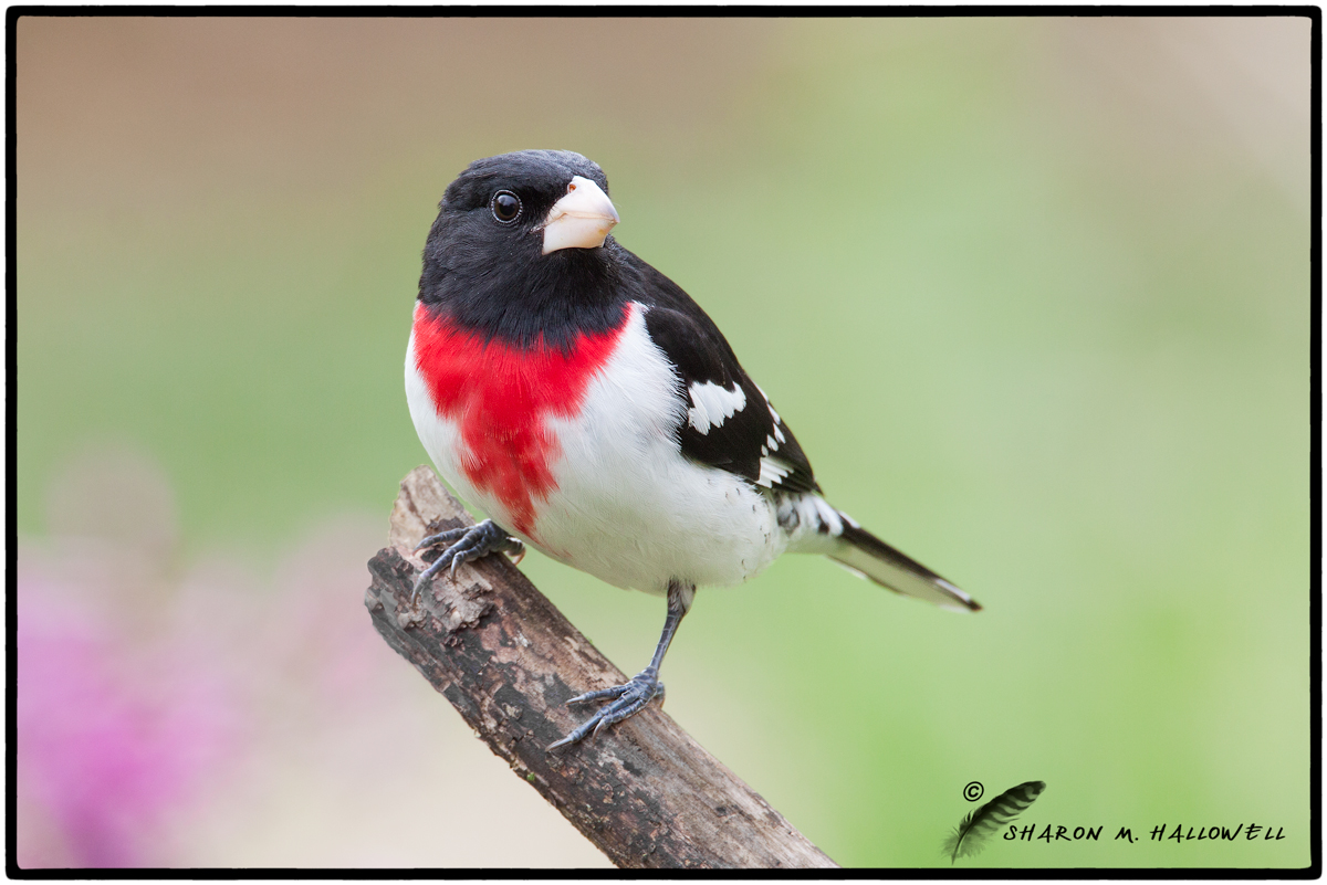 Rose-breasted Grosbeak
