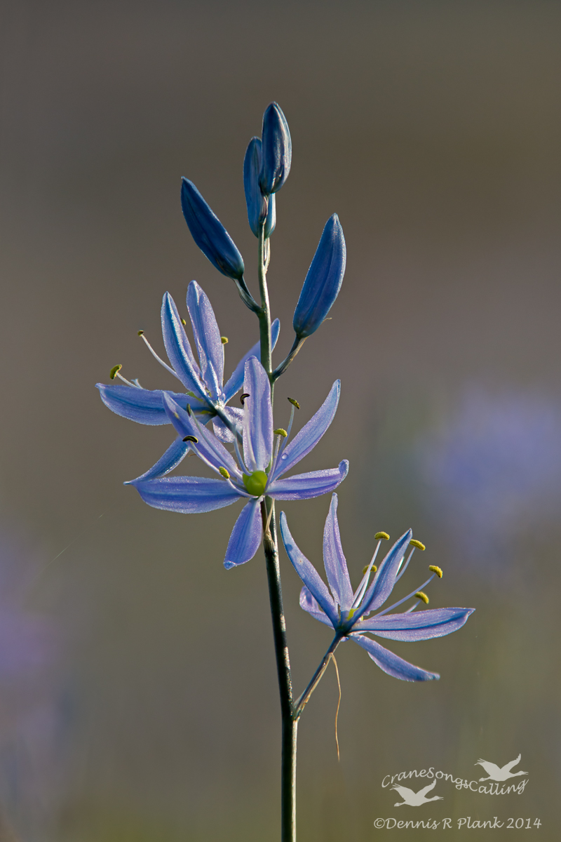 Common Camas