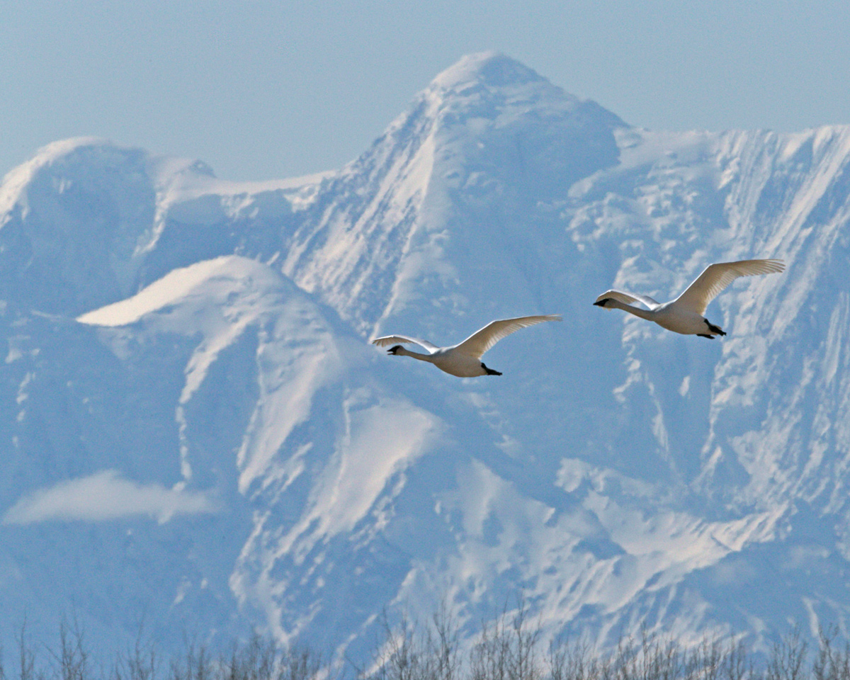 Trumpeter Swans