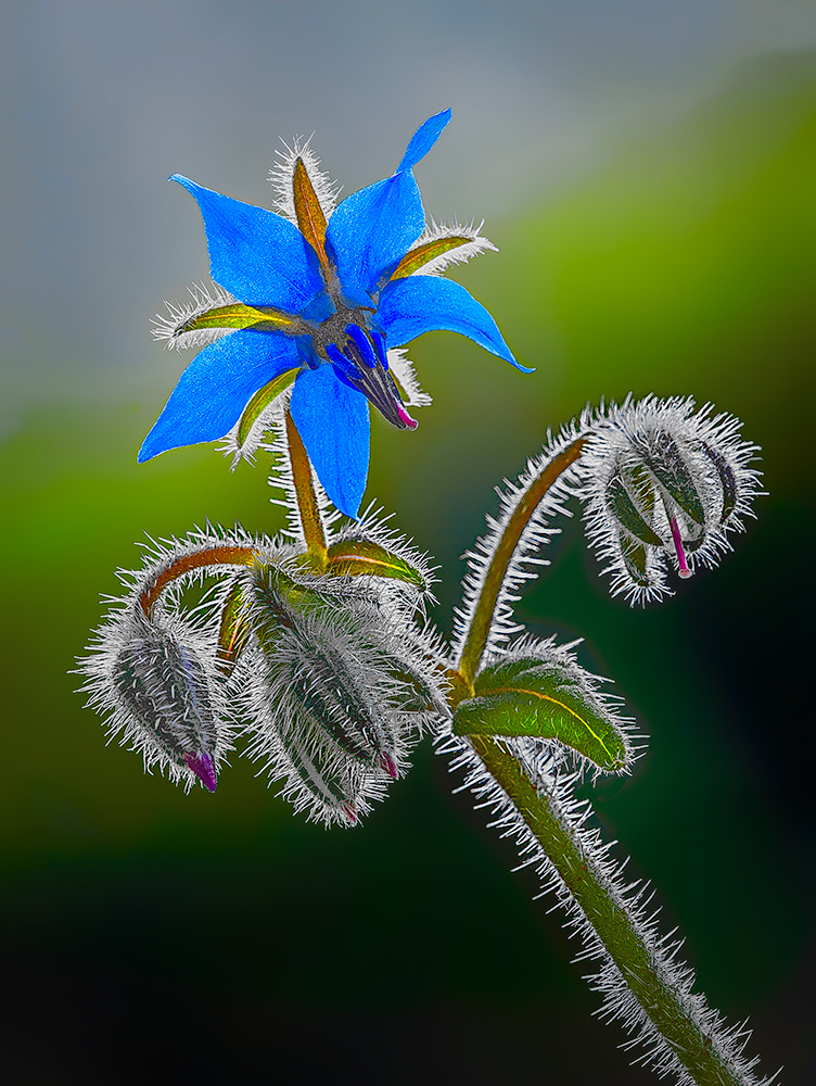 Eatable spring flower