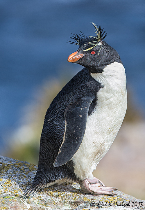 Rockhopper penguin