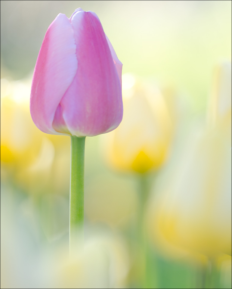 Tulips 6 (two crops)