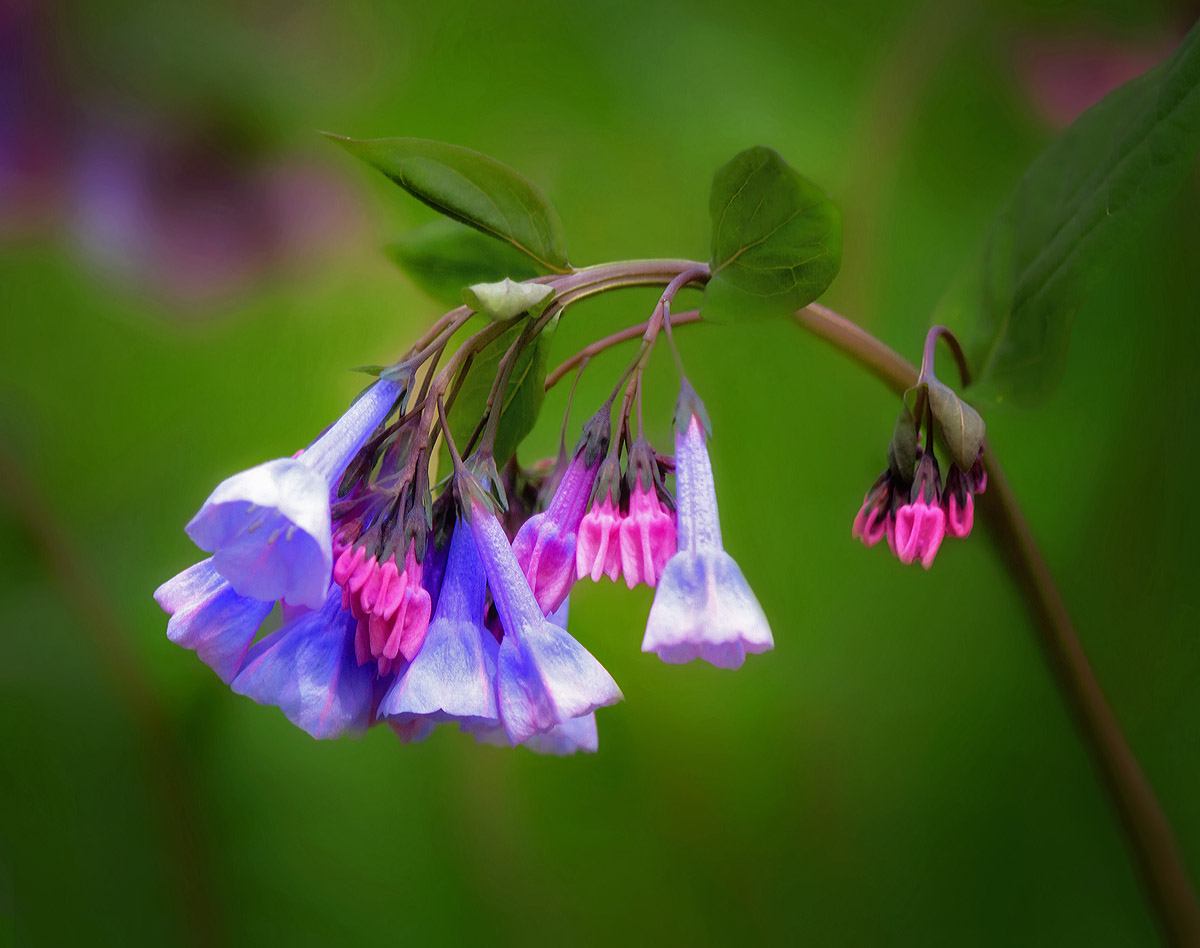 Virginia Bluebells
