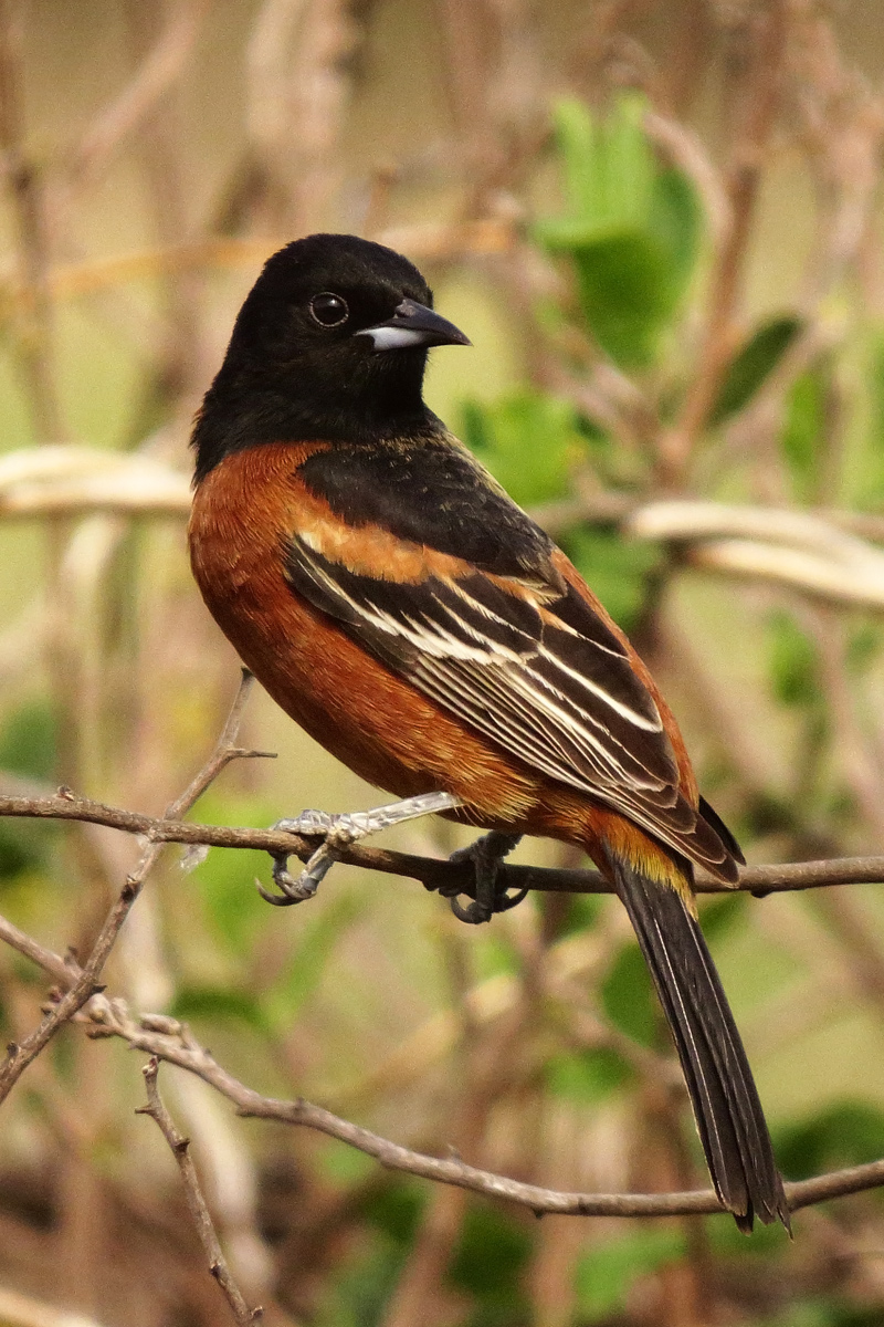 Orchard Oriole