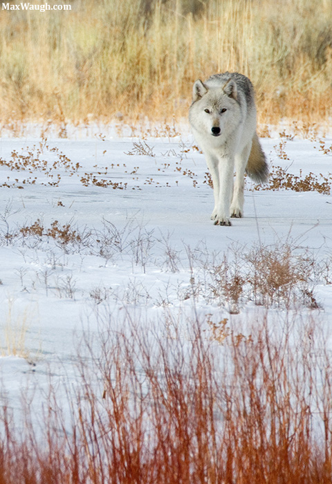 The White Wolf
