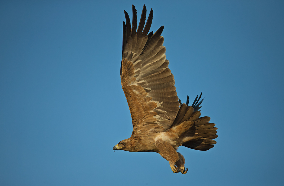 Tawny Eagle