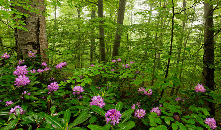 Flowers of the Forest