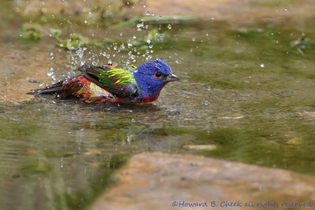 Rainbow Splash