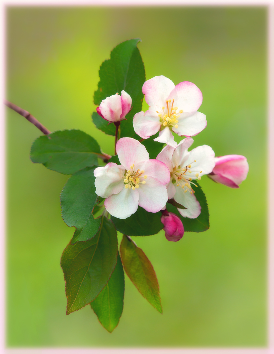 Wild Cherry blossoms