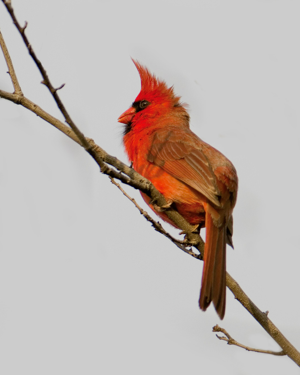 Spring Cardinal II