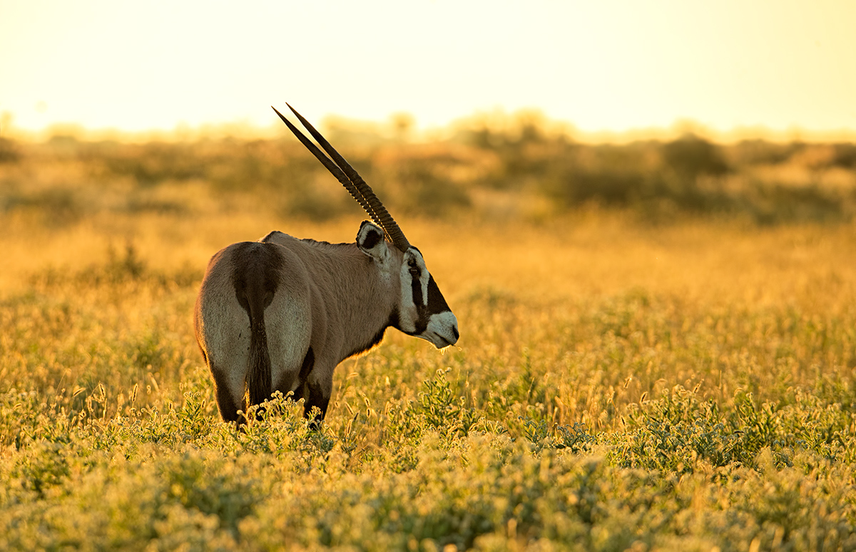 Sunrise Oryx