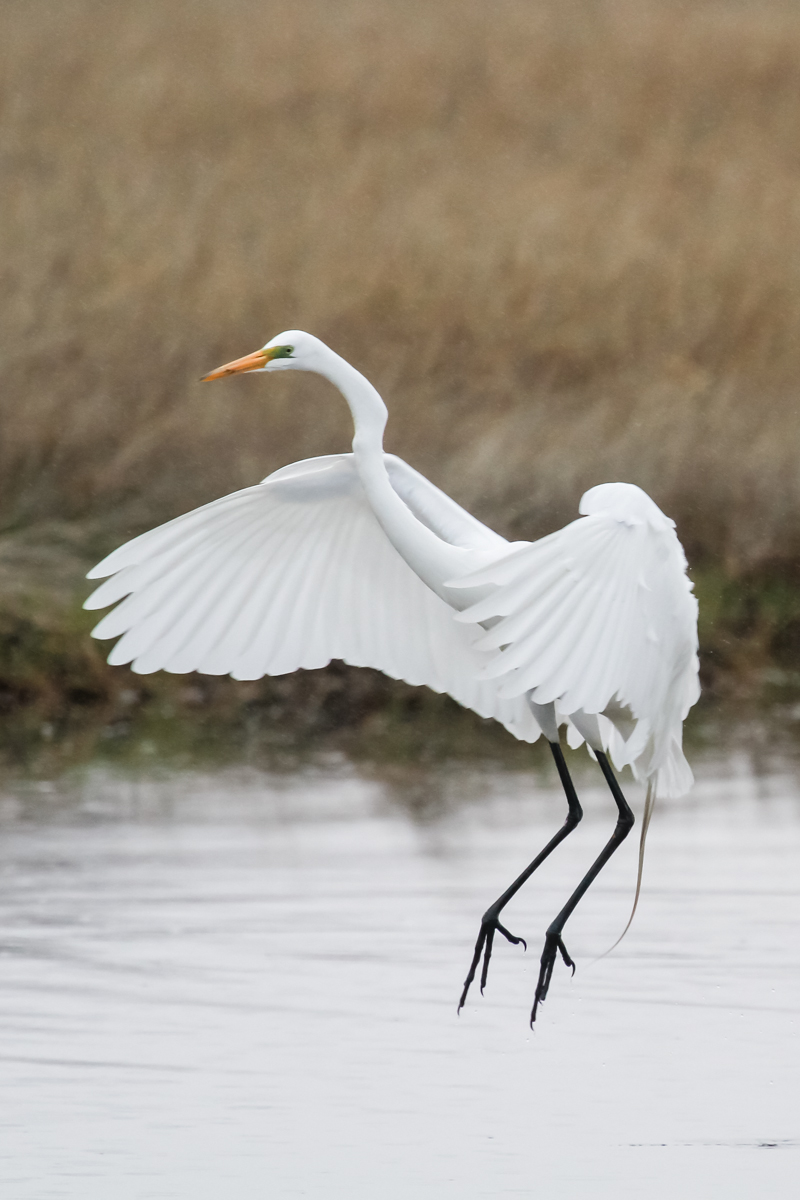 Great Egret fishing