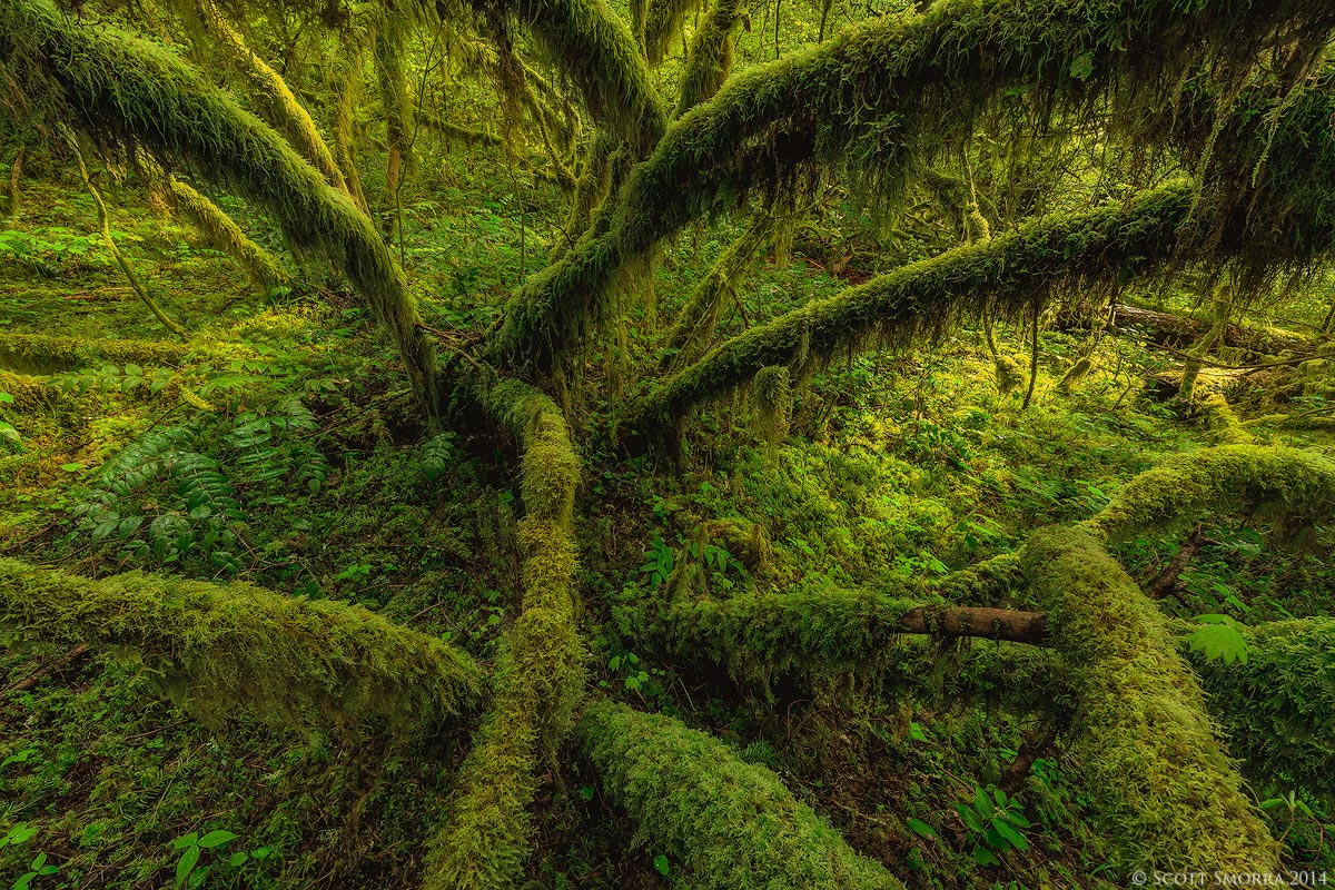 The Maple Grove