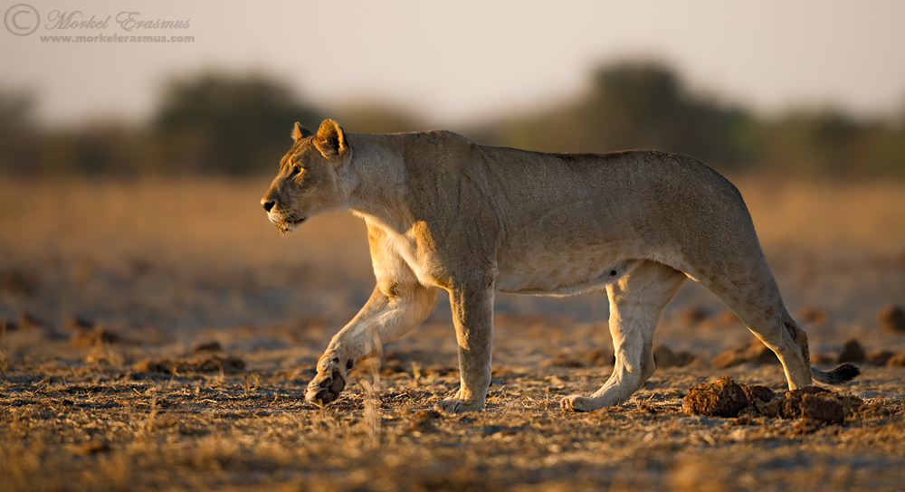 A purposeful stride