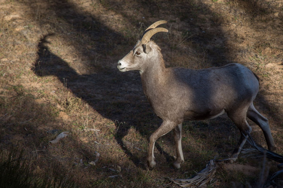 Sheep shadow-WC