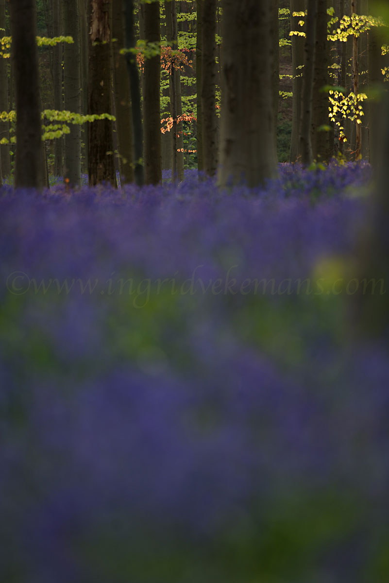 Colours