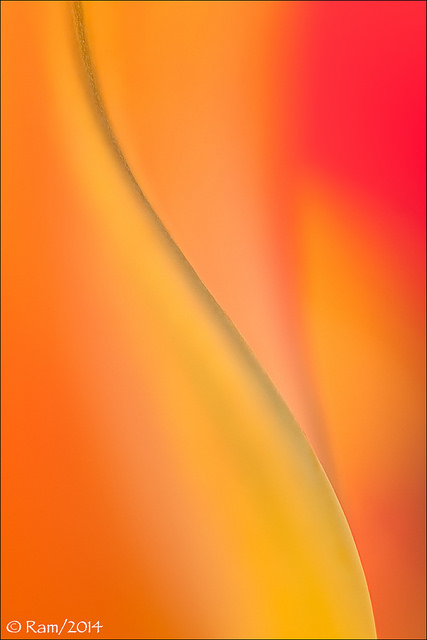 Tulip Abstract