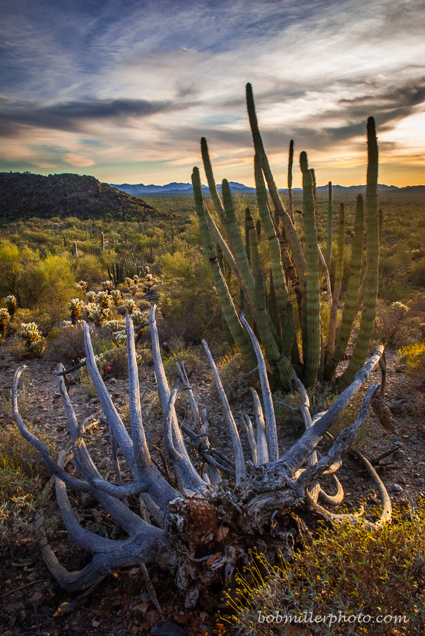 Organ Pipe Bones