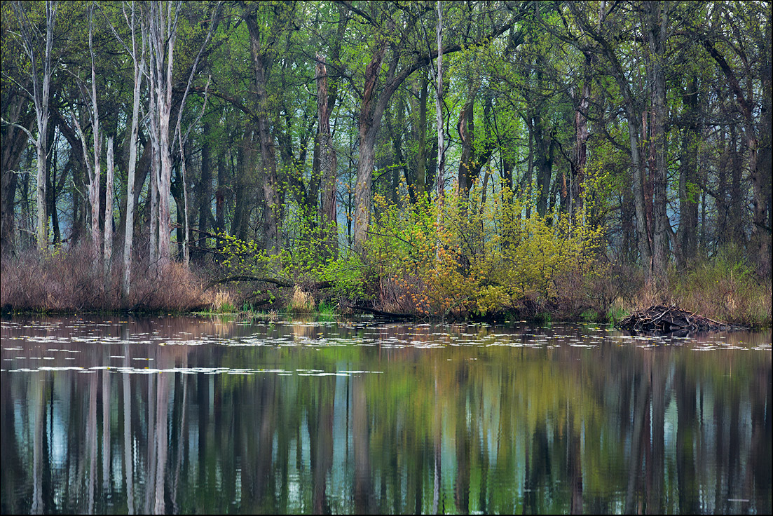 Spring in the Slough
