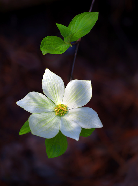Dogwood